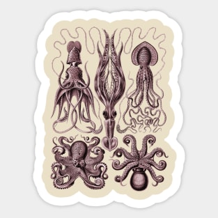 Ernst Haeckel Gamochonia Octopus Red Sticker